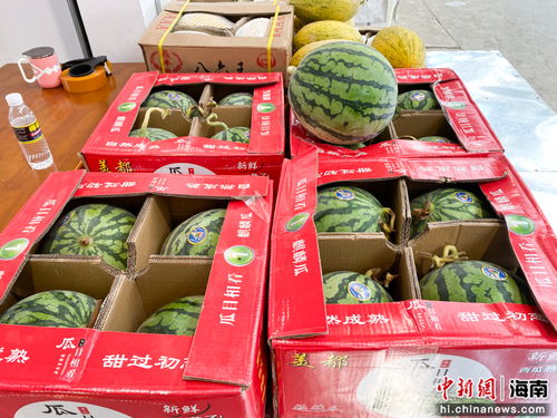 海口市菜籃子江楠農產品批發市場開業，助力農產品流通與區域經濟發展